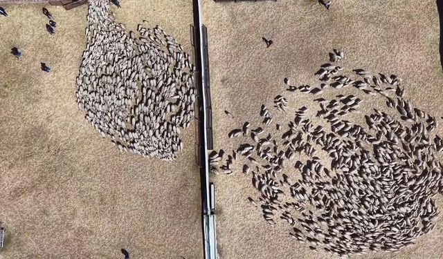 Kuzular anneleriyle buluştu, sevgi yumağı dron kamerasında
