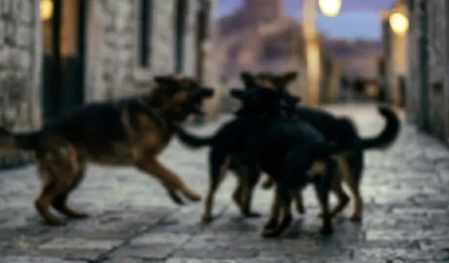 Sahipsiz köpeklerin saldırısı sonucu 5 yaşındaki bir çocuk hayatını kaybetti