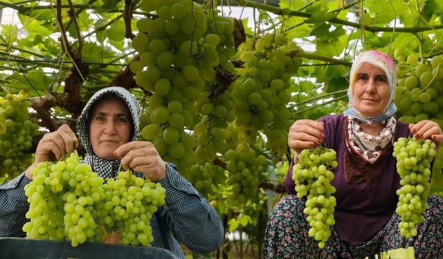 Silifke'de ilk üzüm hasadı! Kilosu 600 TL'den ihraç edildi