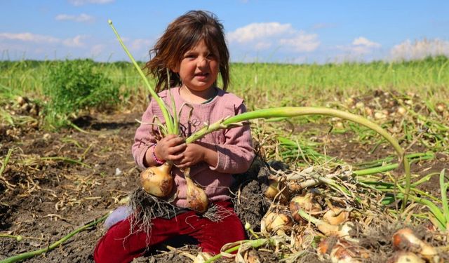 Soğanda rekolte düştü, maliyet arttı! Gözler yeni fiyatlarda