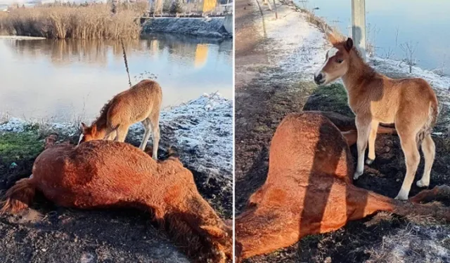 Tay, ölen annesinin başından ayrılmadı