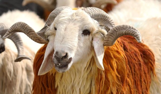 Vekaletle kurban kesim bedelleri belli oldu: İşte rakamlar