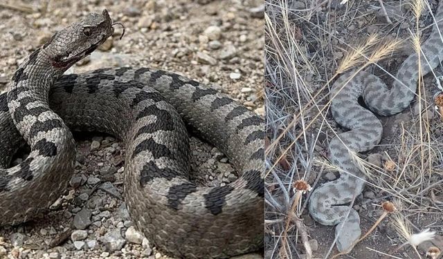10 Dakikada Öldürebiliyor! Korkutan Yılan Ortaya Çıktı