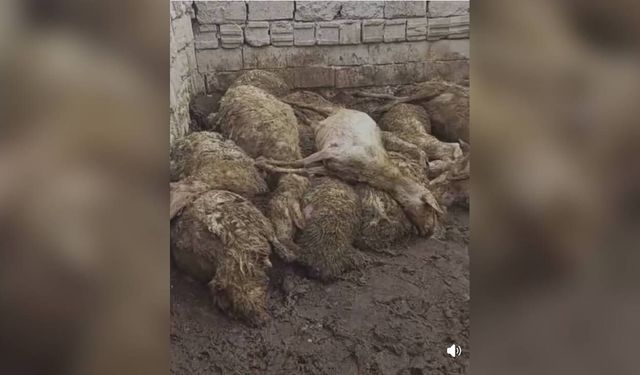 Aç kalan kurt ağıla giren kurt, 50 koyunu öld*rdü