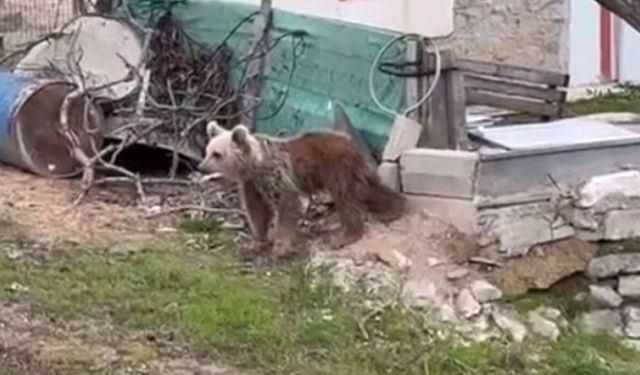 Ayılar da ormanı terk edip şehre indi: Vatandaşlar tedirgin
