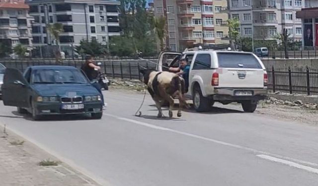 Firar eden kurbanlığın saatlerce peşinden koştular: İlçeyi birbirine kattı