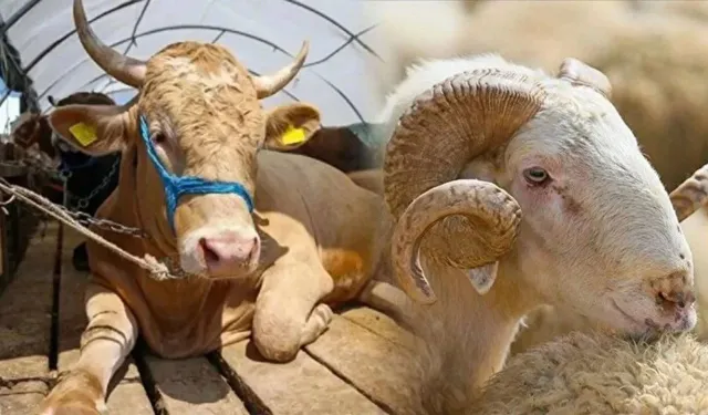 Dulkadiroğlu’nda Kurban Satış Yeri Belli Oldu