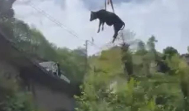 Görenler inanamadı; Uçan inek böyle görüntülendi