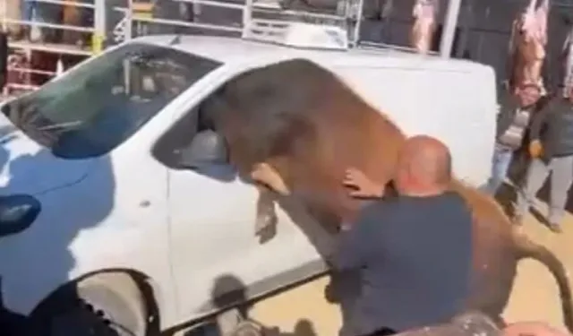 Kaçan Kurbanlık Boğa Minibüsün Camından İçeri Girmeye Çalıştı