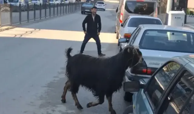 Kaçan kurbanlık keçi, uzun uğraşlar sonucu yakalandı
