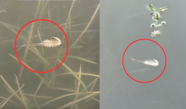 Kahramanmaraş Karagöl'de uzaylıyı andıran canlılar görüntülendi