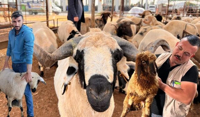 Kahramanmaraş kurban pazarında fiyatlar 25 bin liradan başlıyor