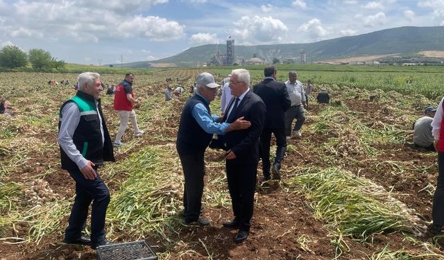 Kahramanmaraş Pazarcık’ta “Beyaz Altın” Hasadı Yapıldı