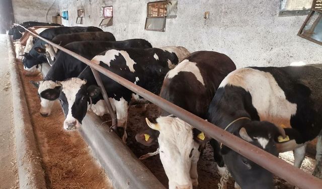 Kahramanmaraş'ta kurbanlıklar görücüye çıktı! Pazarlık başladı