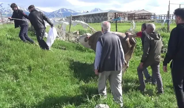 Kurban Kesimi Sırasında Feci Olay: 1 Ölü, 110 Yaralı