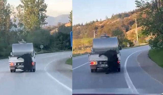 Kurbanlık Hayvana Vicdanları Sızlatan Muamele: Kilometrelerce Sürükledi