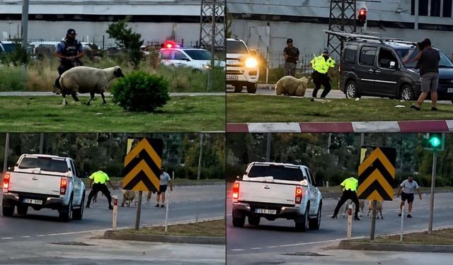 Kurbanlık koyun kaçtı! Mersin'de polis ve vatandaşlar peşine düştü