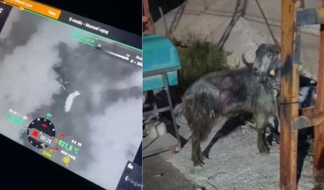 Osmaniye’de dronla kayıp kurbanlık operasyonu!