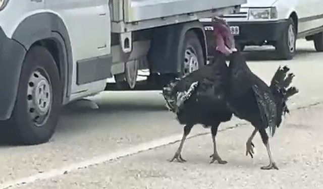 Yol ortasında kavga eden hindiler trafiği durdurdu
