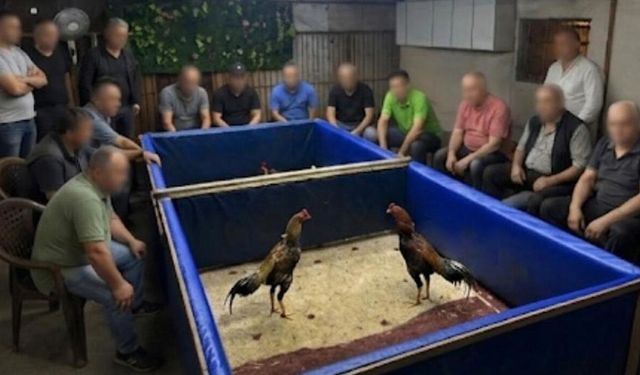 Horoz dövüşü operasyonu: 130 bin lira ceza kesildi