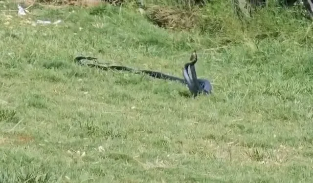 Atatürk Parkı’nda Yılan Sürprizi! Vatandaşlar Gözlerine İnanamadı