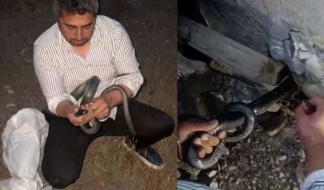 Evden Çıkan 2 Yılanı Koluna Dolayarak Yakaladı