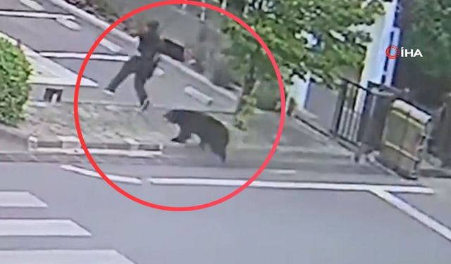 Japonya'da korkunç ayı saldırısı 4 kişi yaralandı