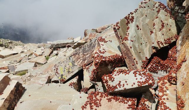 Kahramanmaraş Uludaz Tepesi’nde görsel şölen; milyonlarca uğur böceği uyandı