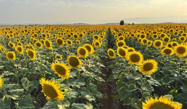 Kahramanmaraş’ta Ayçiçeği Tarlaları Kartpostallık Görüntüler Oluşturdu