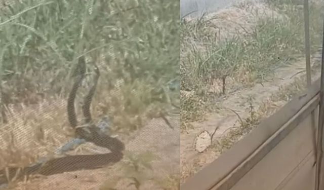 Kahramanmaraş’ta Çiftleşen Yılanlar Görüntülendi