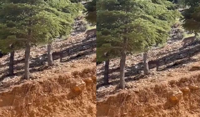 Kahramanmaraş'ta dağ keçileri artık daha sık görüntüleniyor