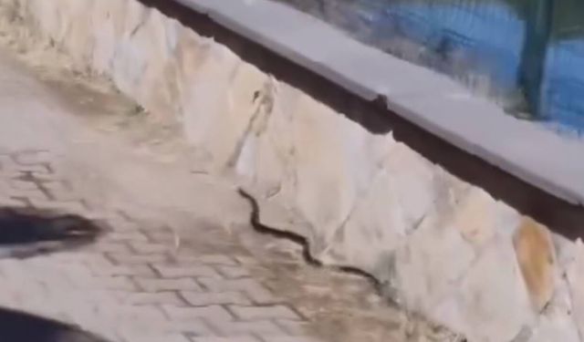 Kahramanmaraş'ta mesire alanında yılan paniği
