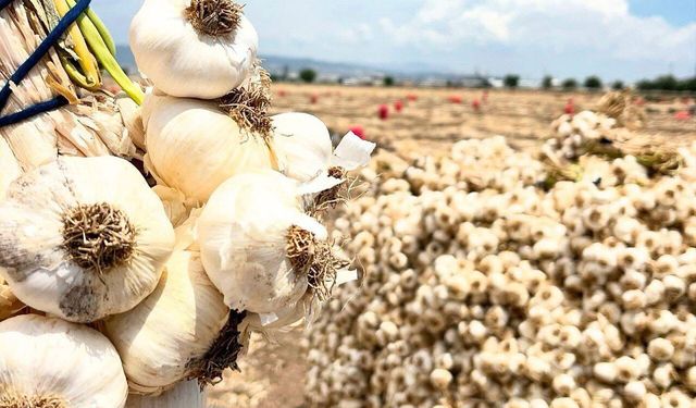 Kahramanmaraş'ta sarımsak bereketi; tarlalar üreticinin yüzünü güldürdü