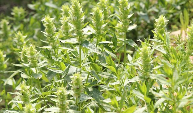 Kahramanmaraş’ta tehlike altındaki endemik bitki türü çiçek açtı