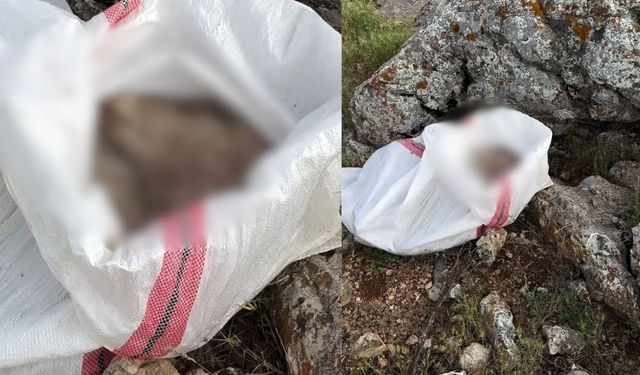 Kahramanmaraş’ta vicdanları sızlatan manzara! Arazide torba içinde ölü bulundu