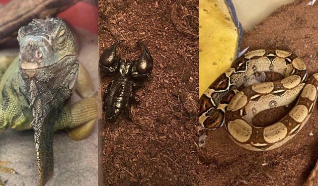 Evden çıkanlar şoke etti: Savan varanı, tarantula, yılan, akrep, iguana ve...