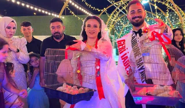 Kahramanmaraş'ta düğünde altın yerine 100 civciv hediye etti