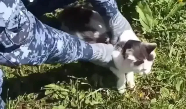 Cezaevine Uyuştur*cu Taşıyan Kedi Yakalandı