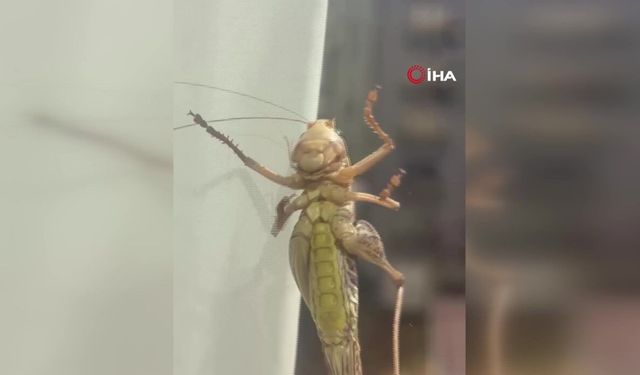 İstanbul’da evlere giren dev çekirgeler paniğe neden oldu