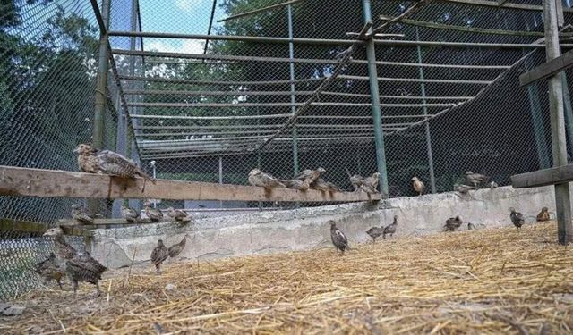 Kahramanmaraş’ın yeni doğal muhafızları geliyor!