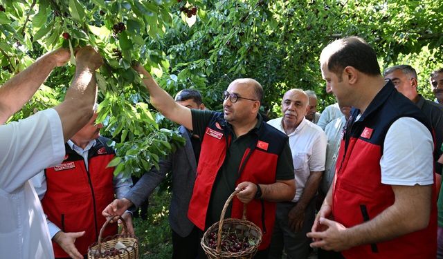 Kahramanmaraş'ta 1600 metre rakımda yetişen Çığşar kirazı, Avrupa pazarına ihraç ediliyor