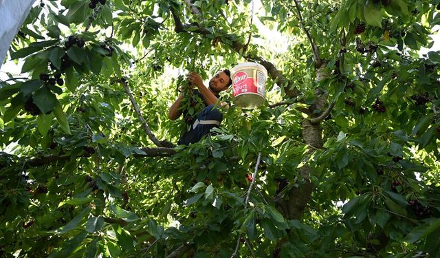 Kahramanmaraş'ta 60 Yıllık Başarı Hikâyesi! Çığşar Kirazı Avrupa'ya İhraç Ediliyor