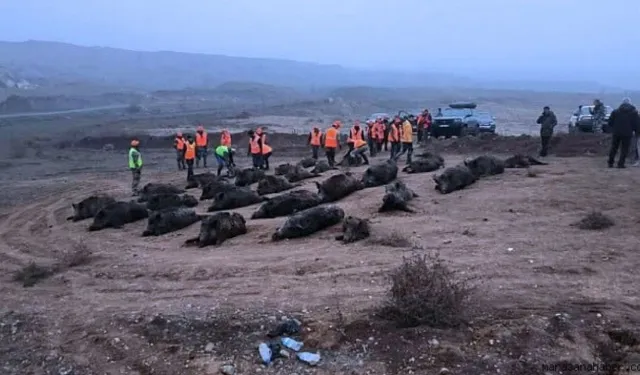 Kahramanmaraş'ta 8 Bin Yaban Domuzu Avlandı! Mücadele Bu Yıl da Sürüyor