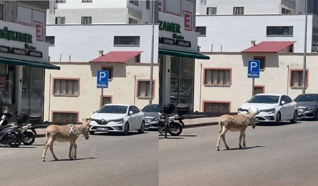 Kahramanmaraş'ta ana yola çıkan başıboş eşek trafiği felç etti