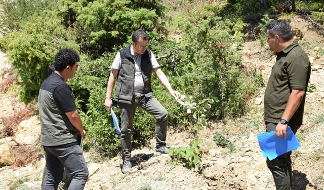 Kahramanmaraş'ta Binlerce Kestane ve Ihlamur Fidanı Dikildi
