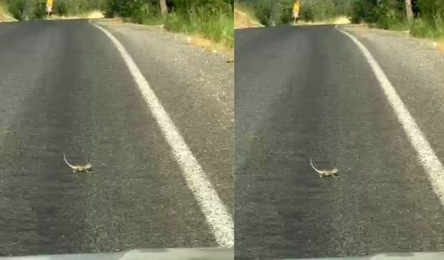 Kahramanmaraş'ta Bukalemuna Yol Veren Sürücü Gülümsetti! O Anlar Kamerada
