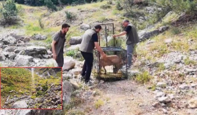 Kahramanmaraş’ta doğaya dönüş! Yaralı dağ keçisi sağlığına kavuştu