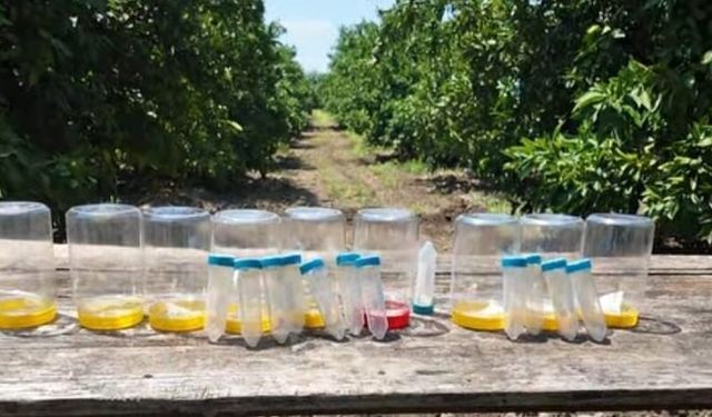Kahramanmaraş'ta Narenciye Bahçelerine Faydalı Böcek Salındı