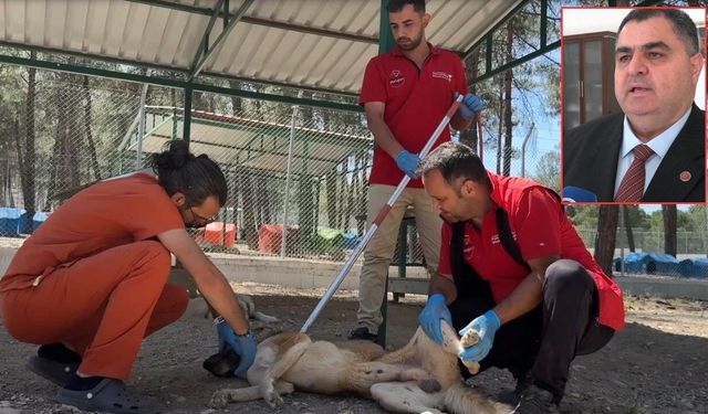 Kahramanmaraşta sahipsiz hayvanlar için 195 dönümlük yaşam alanı