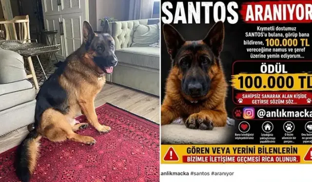 Kayıp olan köpek 'Santos'u bulana 100 bin lira ödül